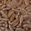 grano kamut® cereale