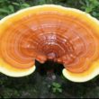 ganoderma o reishi fungo