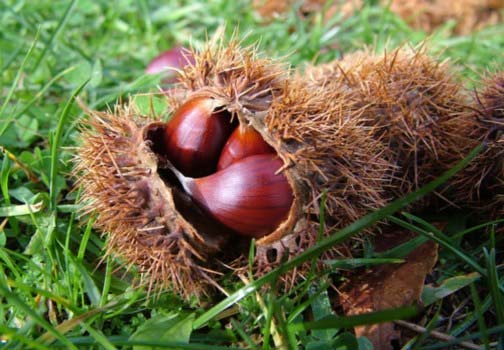 castagne e riccio.