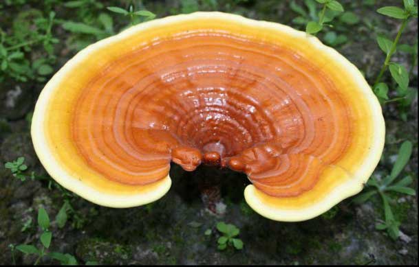 fungo ganoderma 