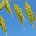 avena
