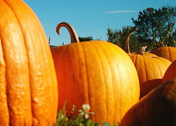 Frutta e verdure di stagione Ottobre