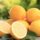 limoni